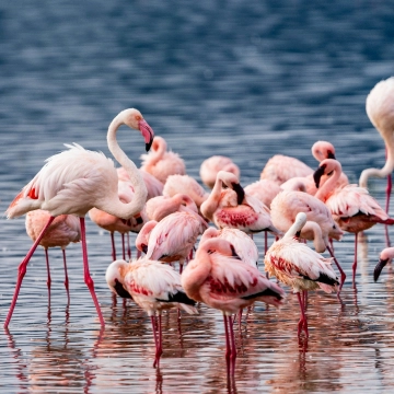 Lake Natron 