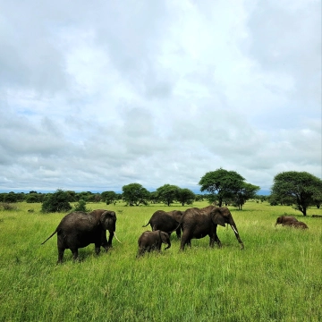 Tarangire 