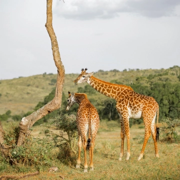 Arusha Nationalpark